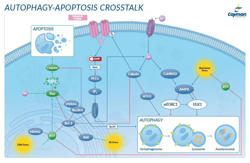 <p>​Autophagy and Apoptosis<br></p>